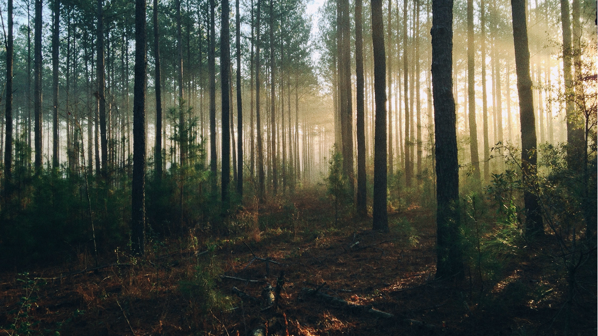 A Forest Through the TREs - webinar recording