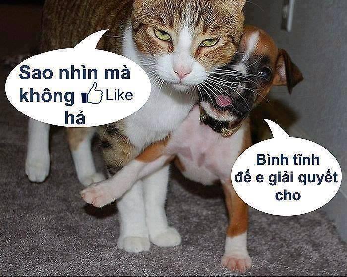 Ai xem mà không like thì coi chừng nhé