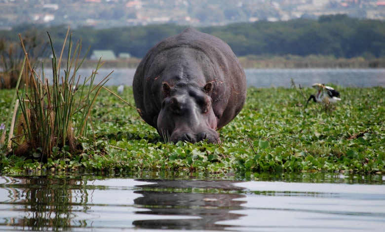 Naivasha