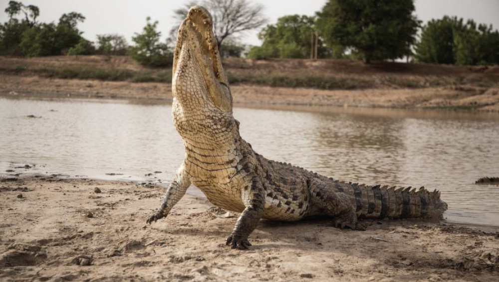 Discover Ada :  Volta River Estuary and Crocodile Island  Tour