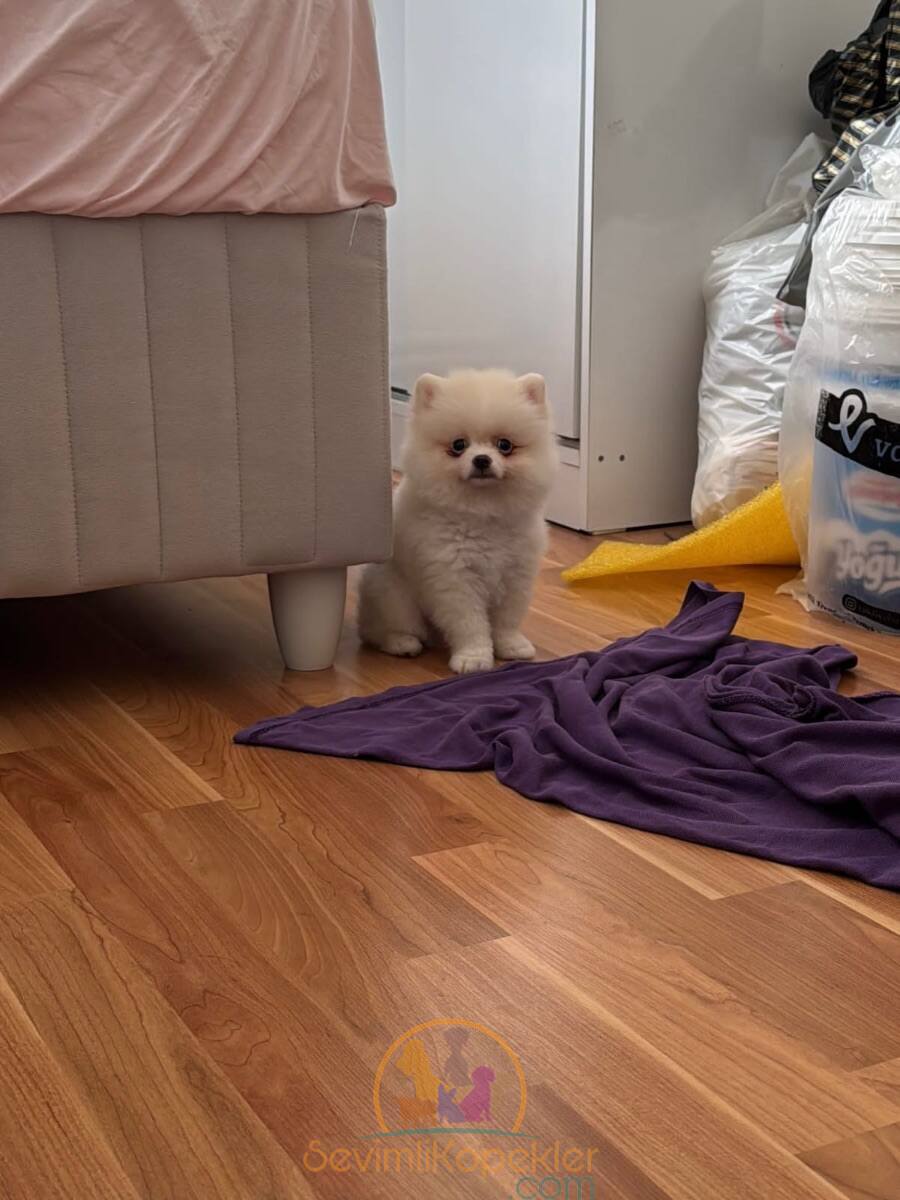 satılık Pomeranian ikinci fotoğrafı