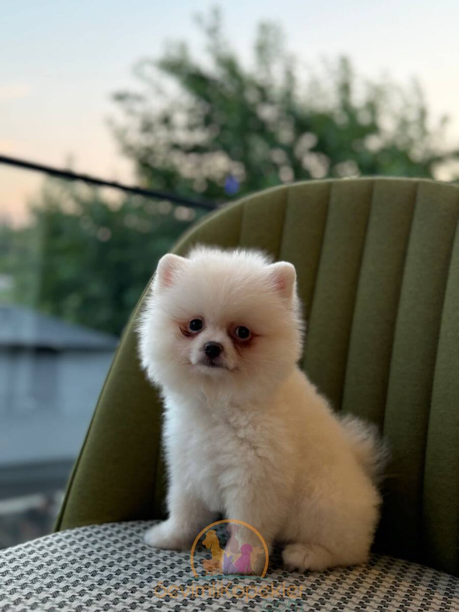 satılık Pomeranian üçüncü fotoğrafı