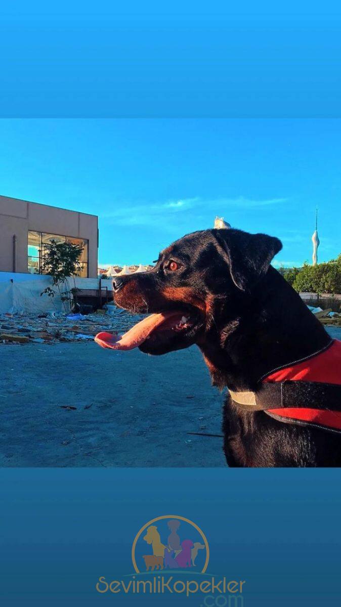 satılık Rottweiler fiyatı