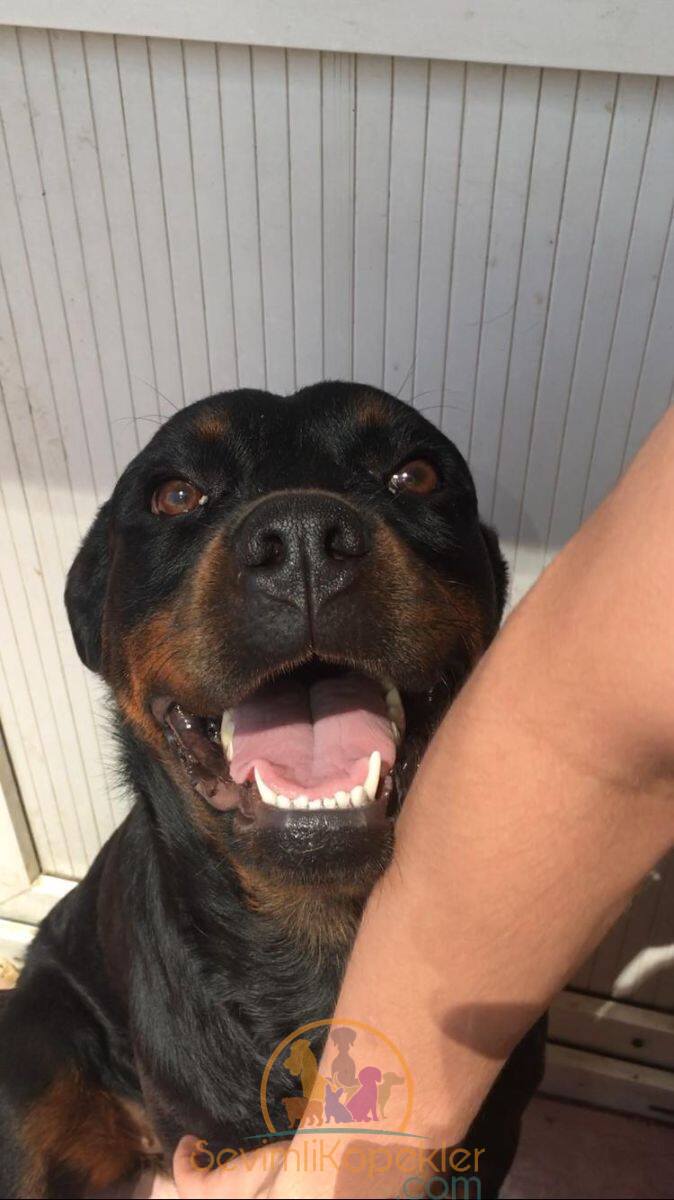 satılık Rottweiler ikinci fotoğrafı