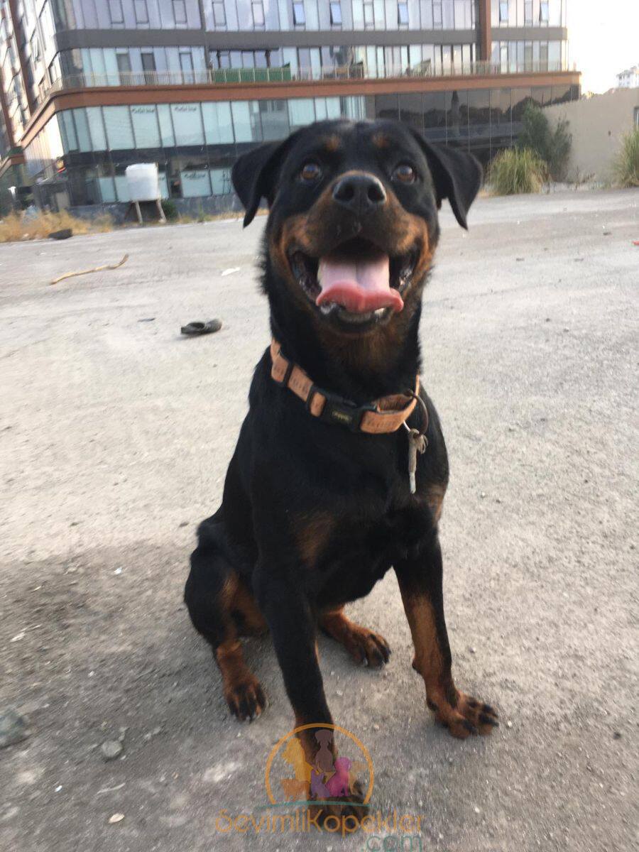 satılık Rottweiler üçüncü fotoğrafı