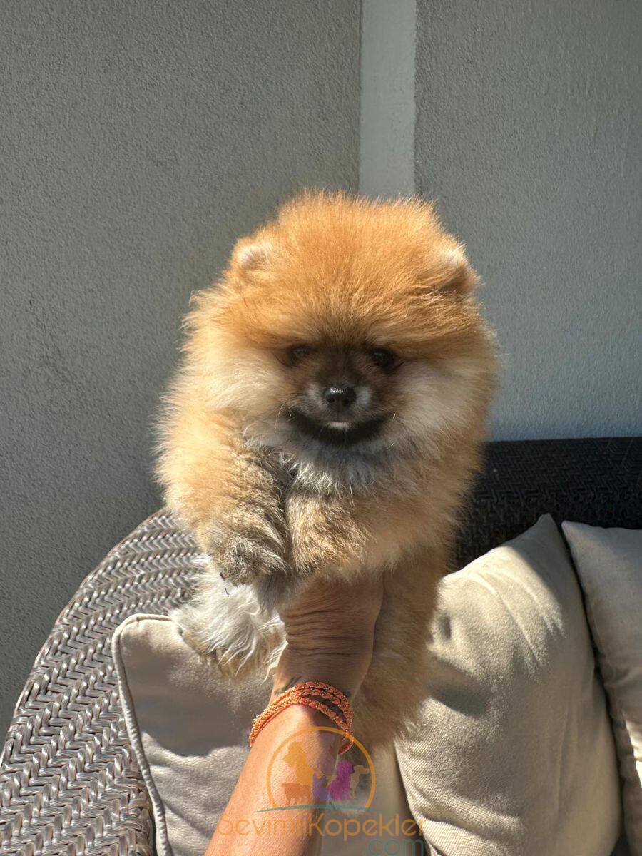 satılık Pomeranian ikinci fotoğrafı