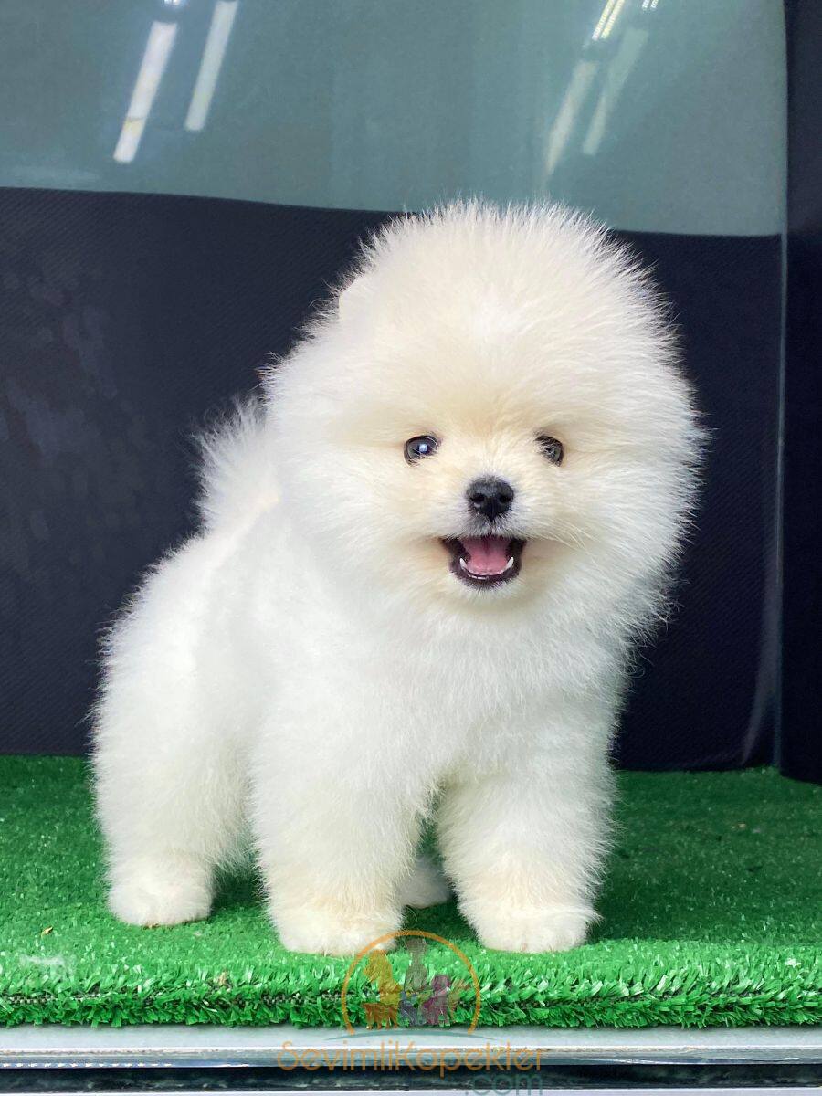 satılık Pomeranian ikinci fotoğrafı