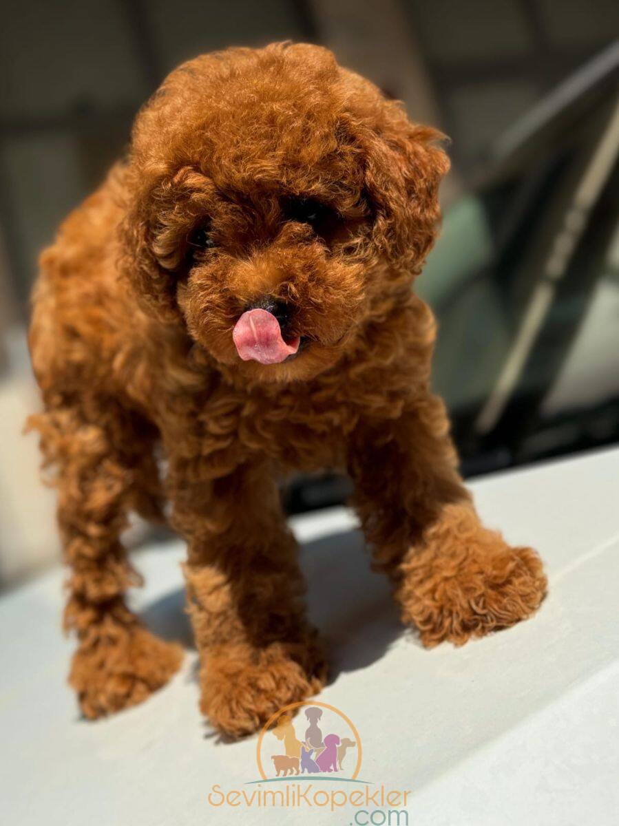 satılık Poodle Toy üçüncü fotoğrafı