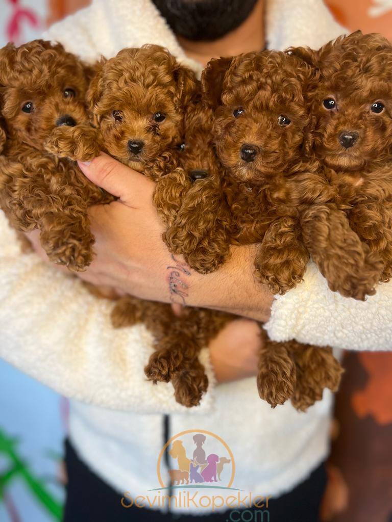 satılık Poodle Toy dördüncü fotoğrafı