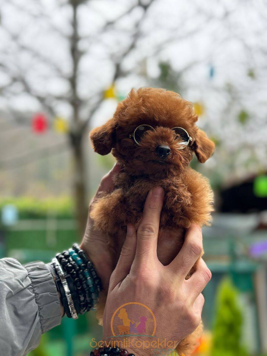 satılık Poodle Toy ikinci fotoğrafı