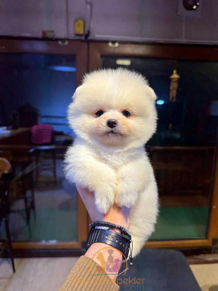 satılık Pomeranian üçüncü fotoğrafı