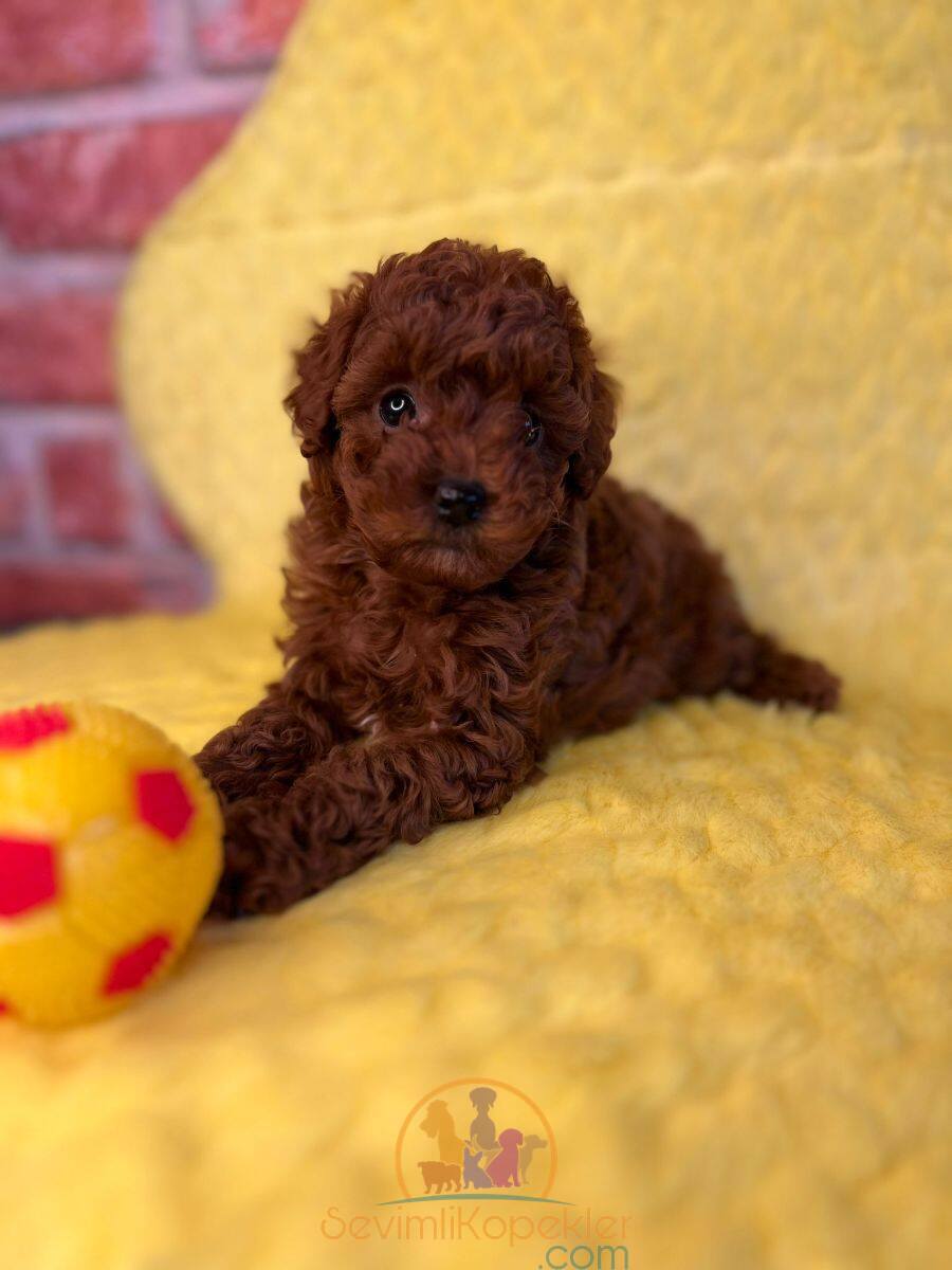 satılık Poodle Toy ikinci fotoğrafı