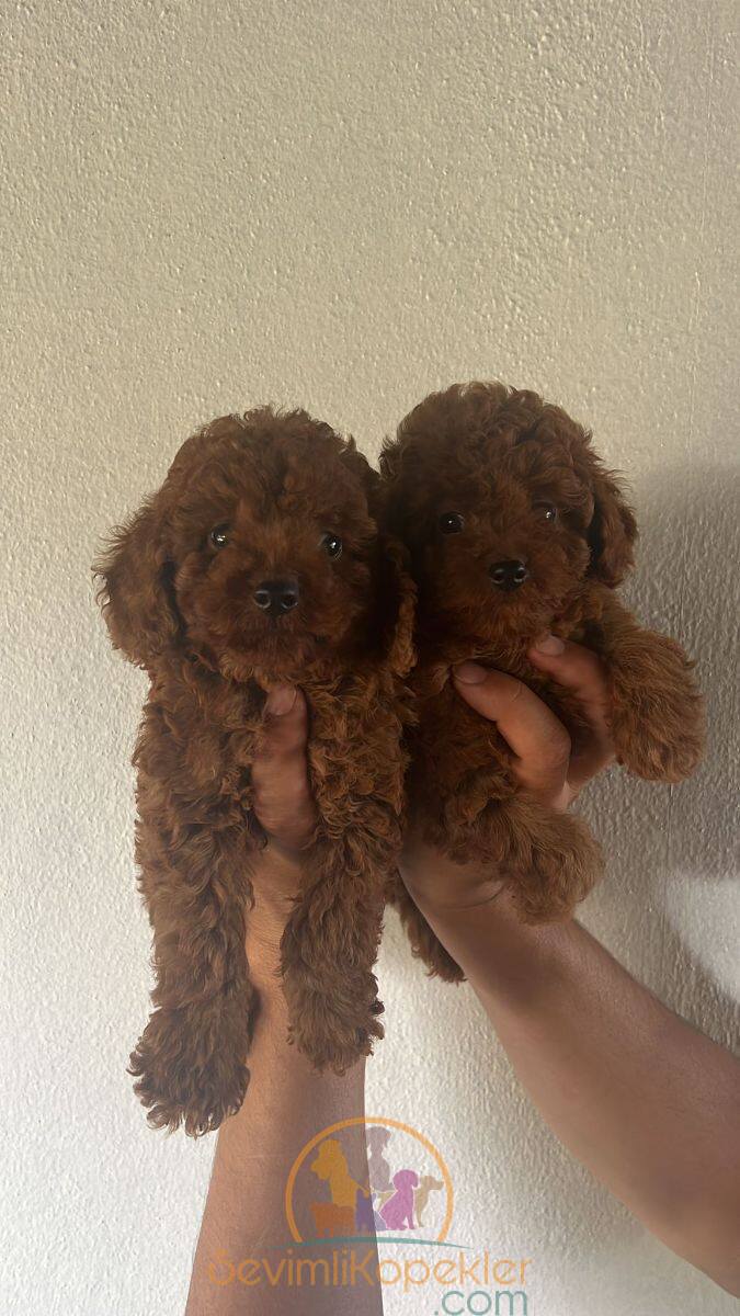 satılık Poodle Toy üçüncü fotoğrafı