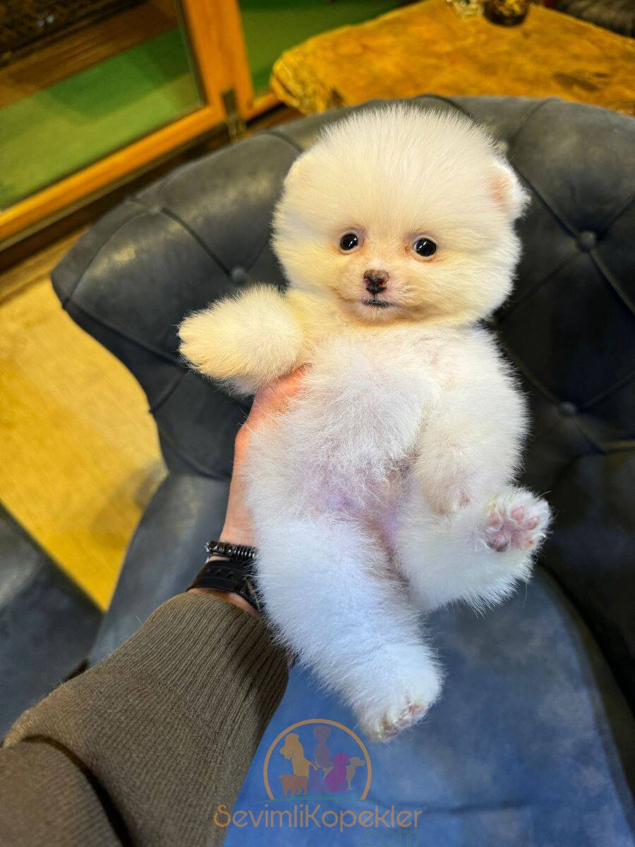 satılık Pomeranian ikinci fotoğrafı