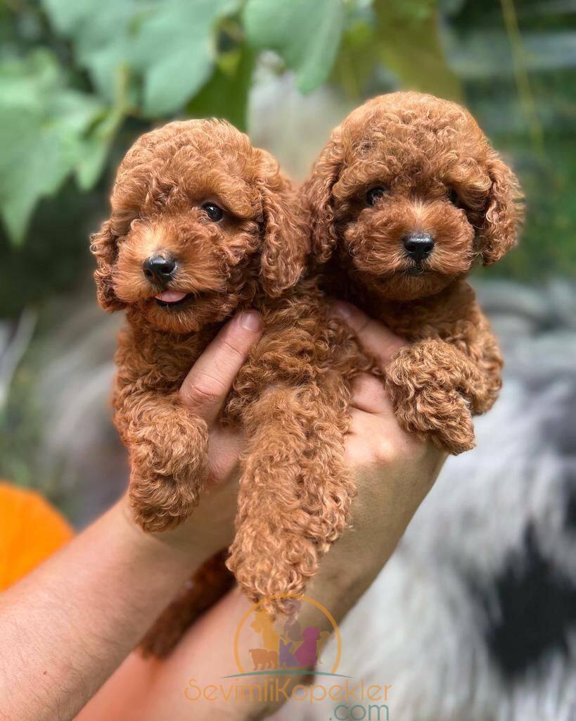 satılık Poodle Toy ikinci fotoğrafı