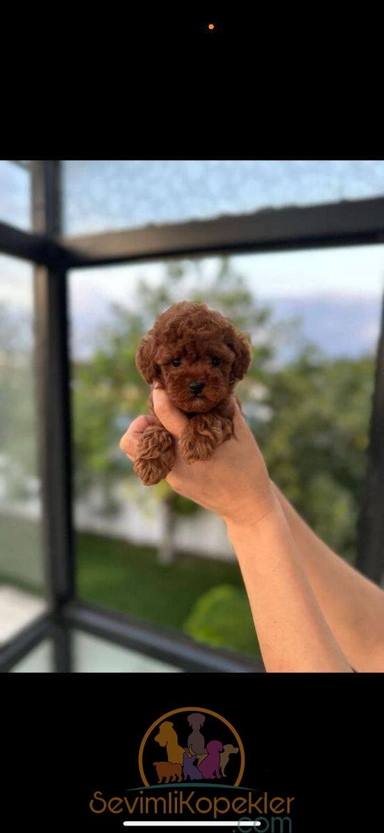 satılık Poodle Toy ikinci fotoğrafı