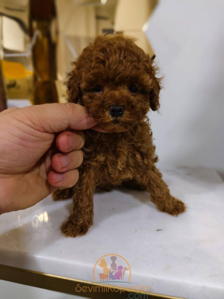 satılık Poodle Toy fiyatı