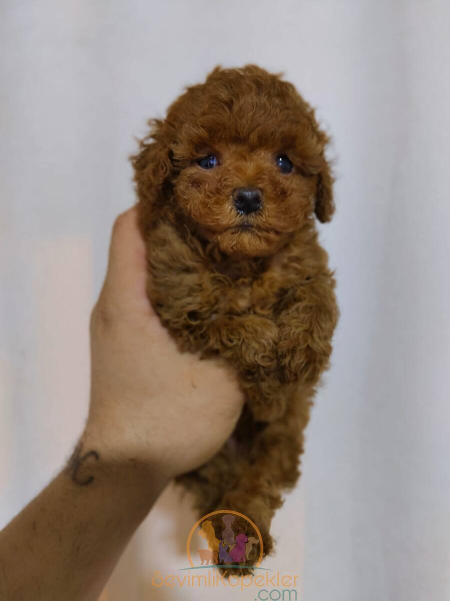 satılık Poodle Toy ikinci fotoğrafı