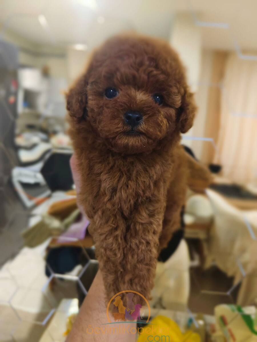 satılık Poodle Toy üçüncü fotoğrafı