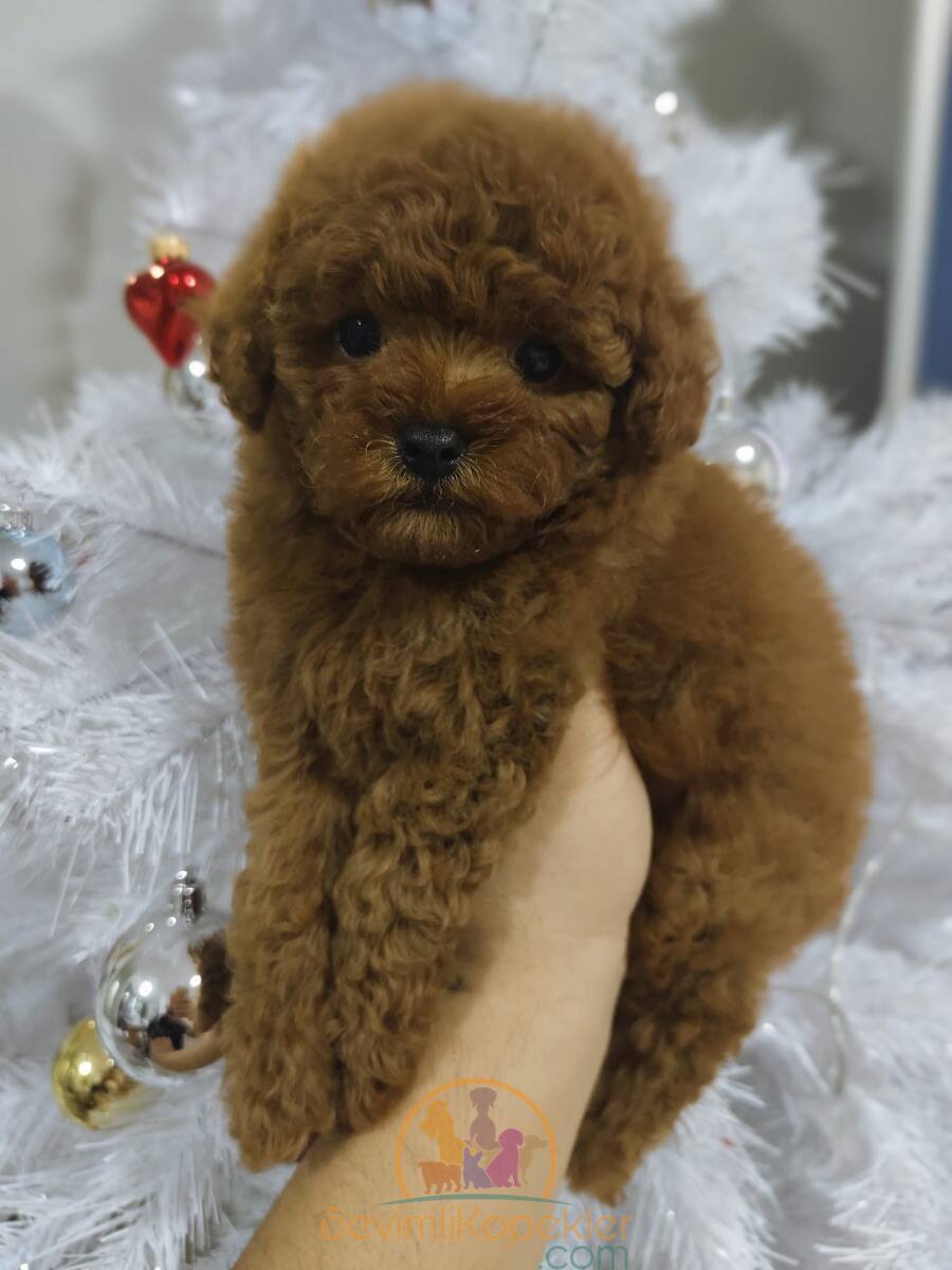 satılık Poodle Toy dördüncü fotoğrafı