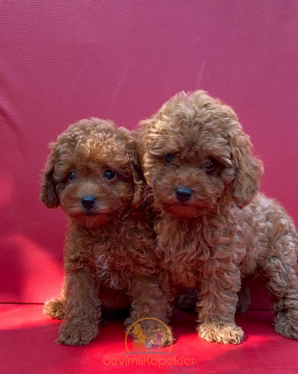 satılık Poodle Toy beşinci fotoğrafı