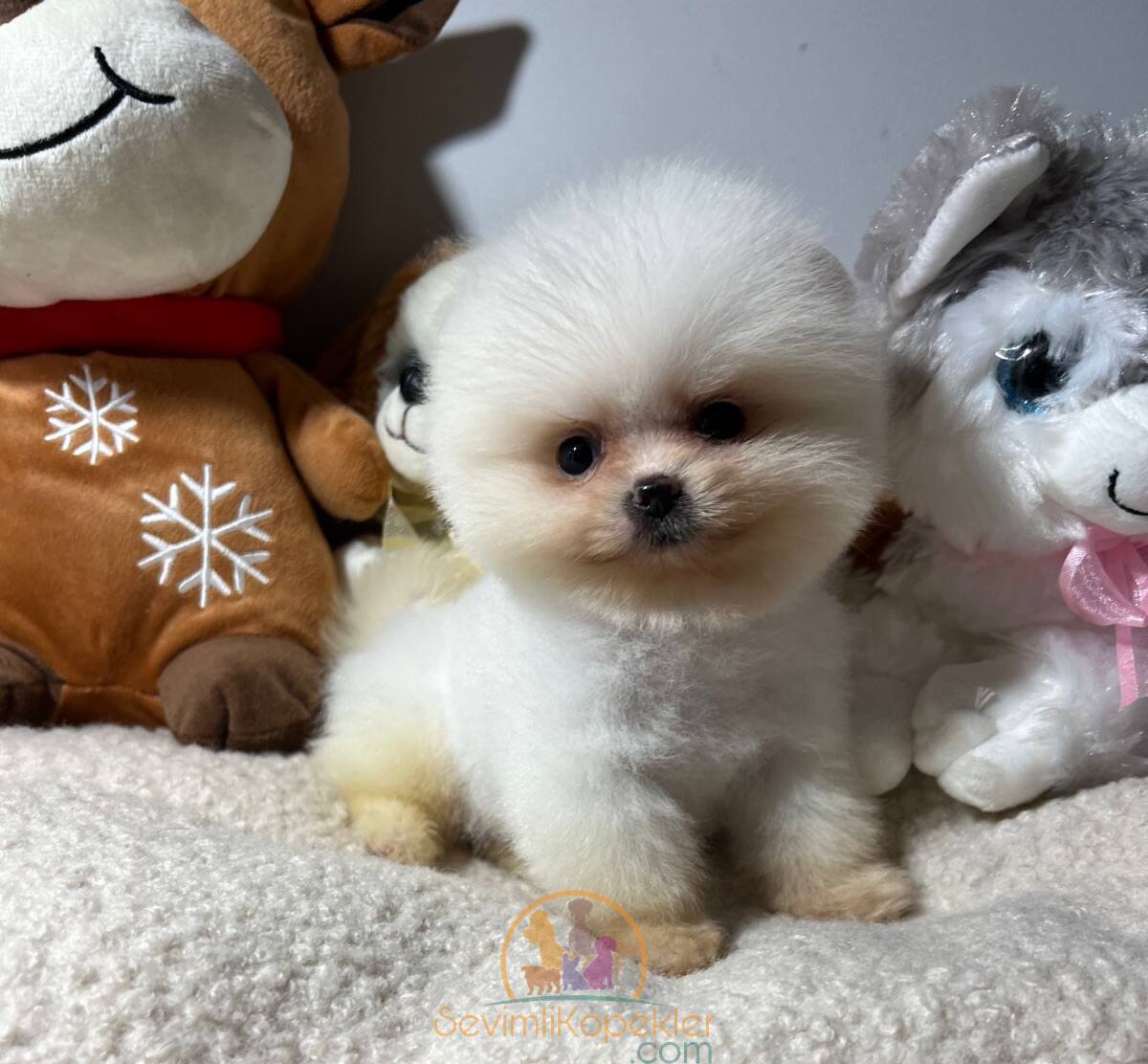 satılık Pomeranian ikinci fotoğrafı