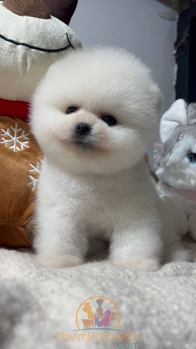 satılık Pomeranian üçüncü fotoğrafı