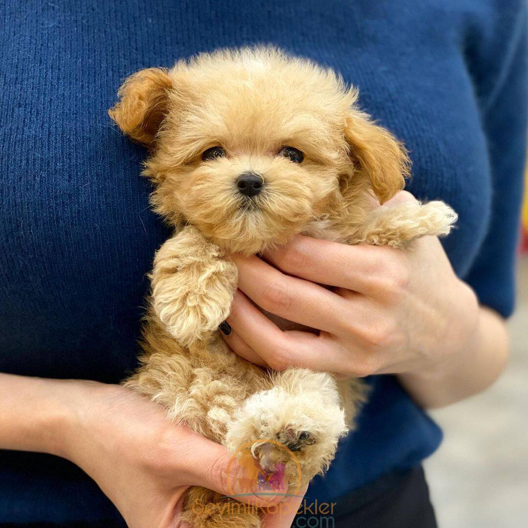 satılık Maltipoo fiyatı