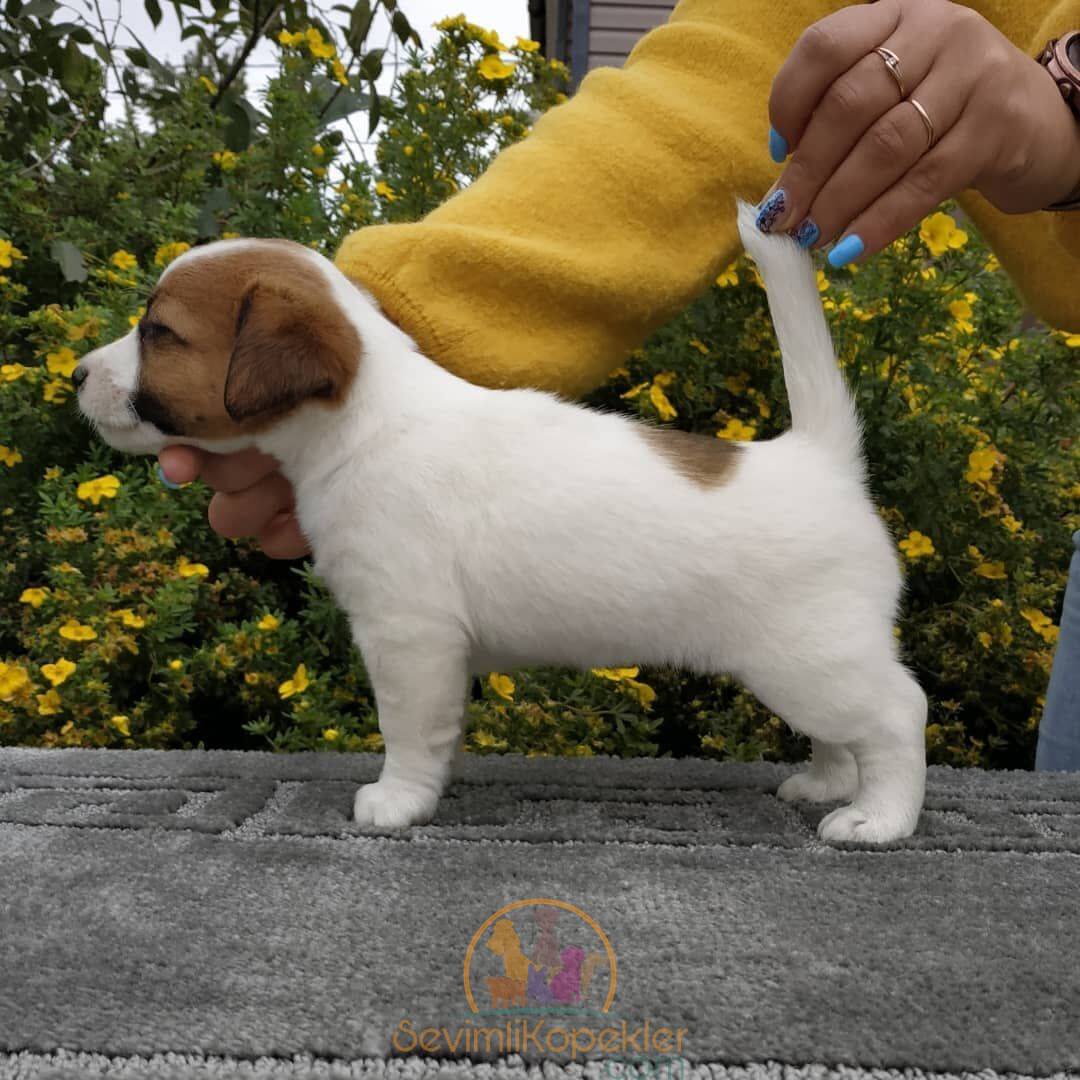 satılık Jack Russell ikinci fotoğrafı