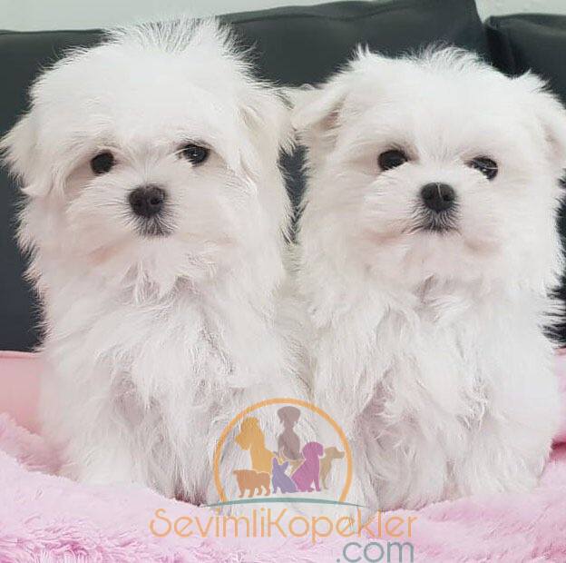 satılık Terrier Maltese fiyatı