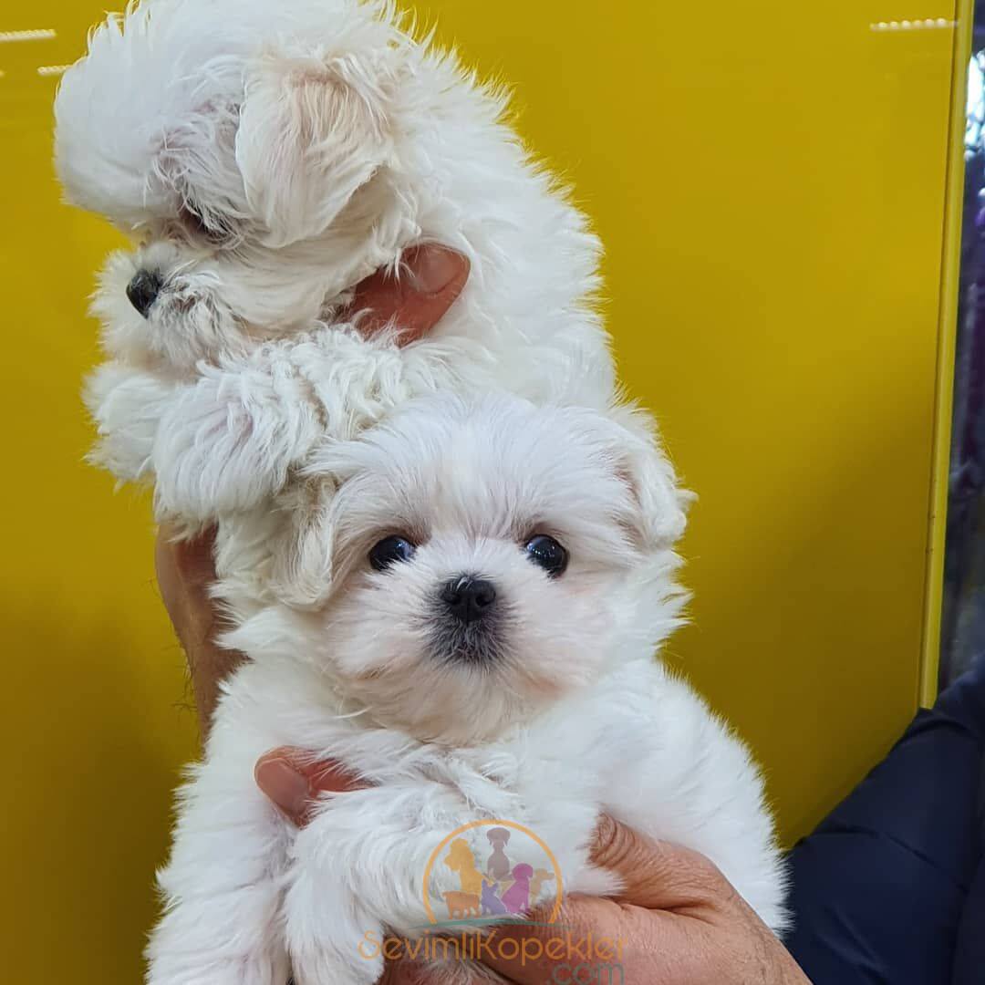 satılık Terrier Maltese ikinci fotoğrafı