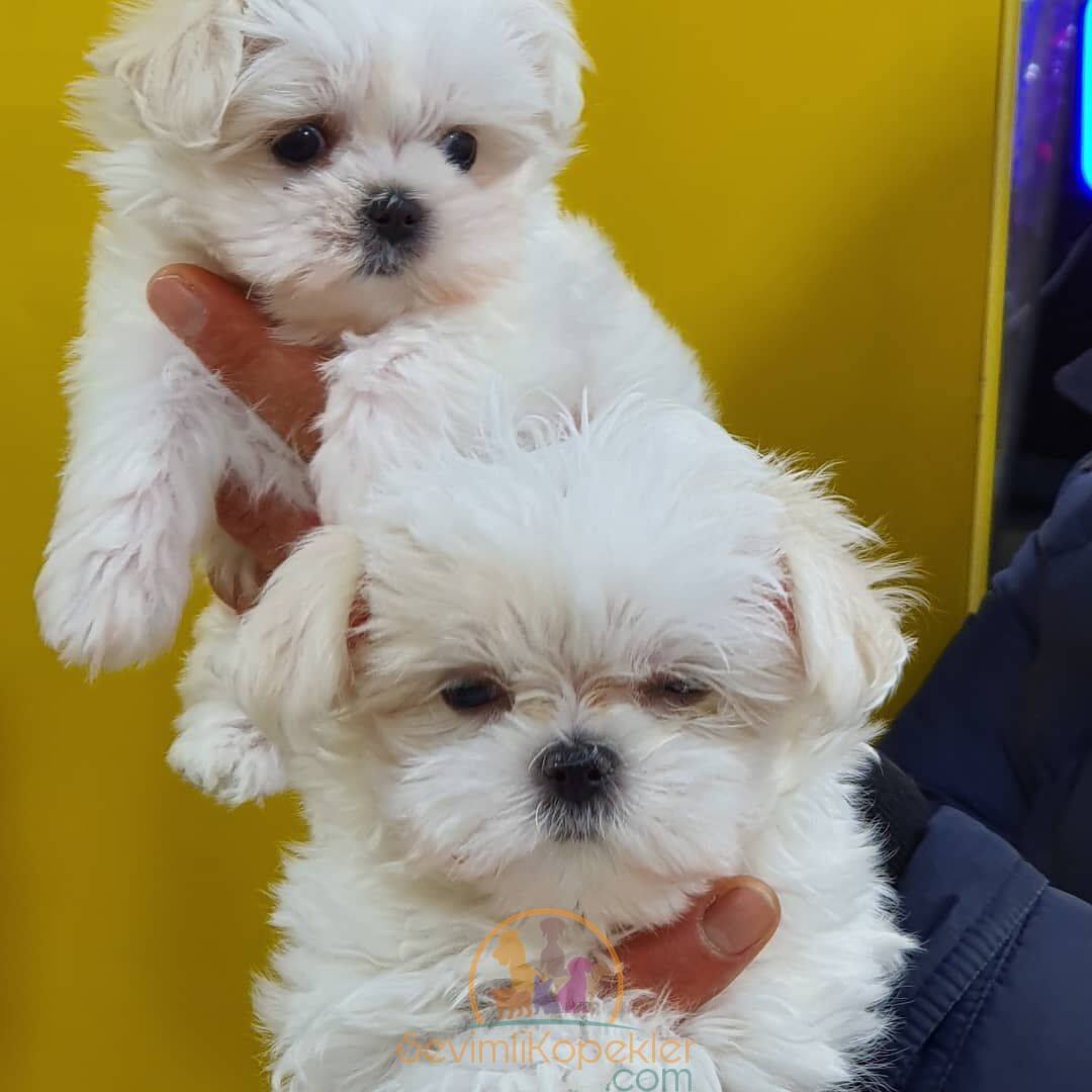 satılık Terrier Maltese üçüncü fotoğrafı