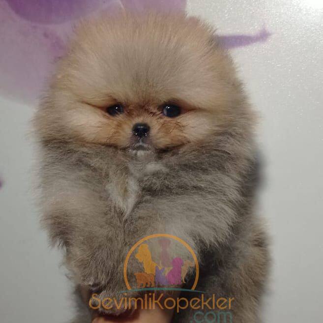 satılık Pomeranian fiyatı