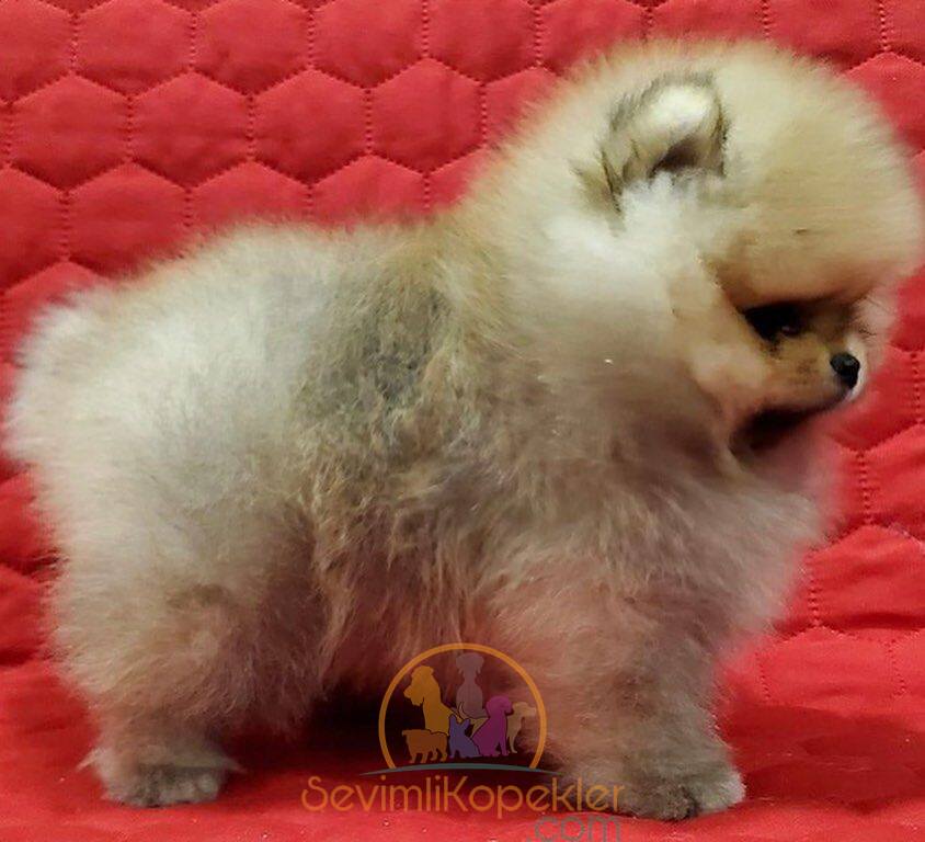 satılık Pomeranian ikinci fotoğrafı