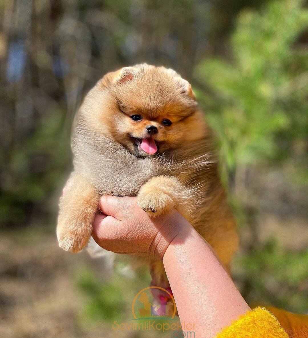 satılık Pomeranian dördüncü fotoğrafı