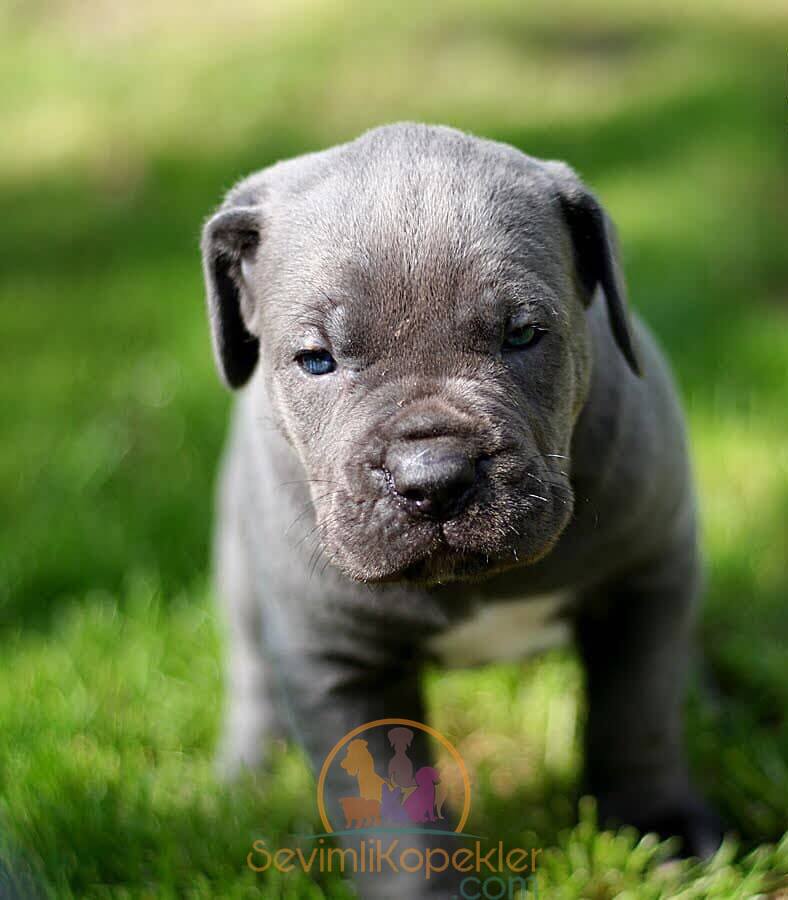 satılık Cane Corso fiyatı