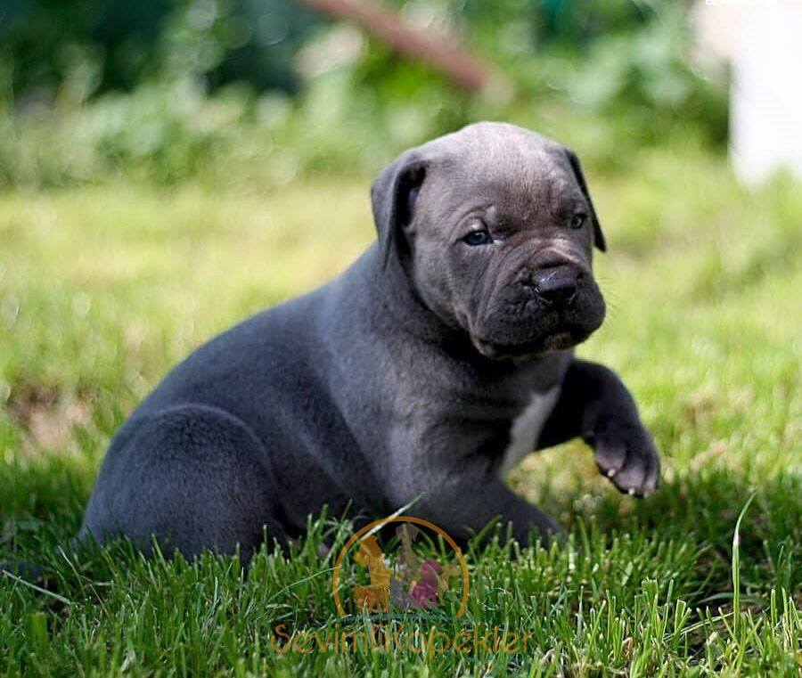 satılık Cane Corso ikinci fotoğrafı