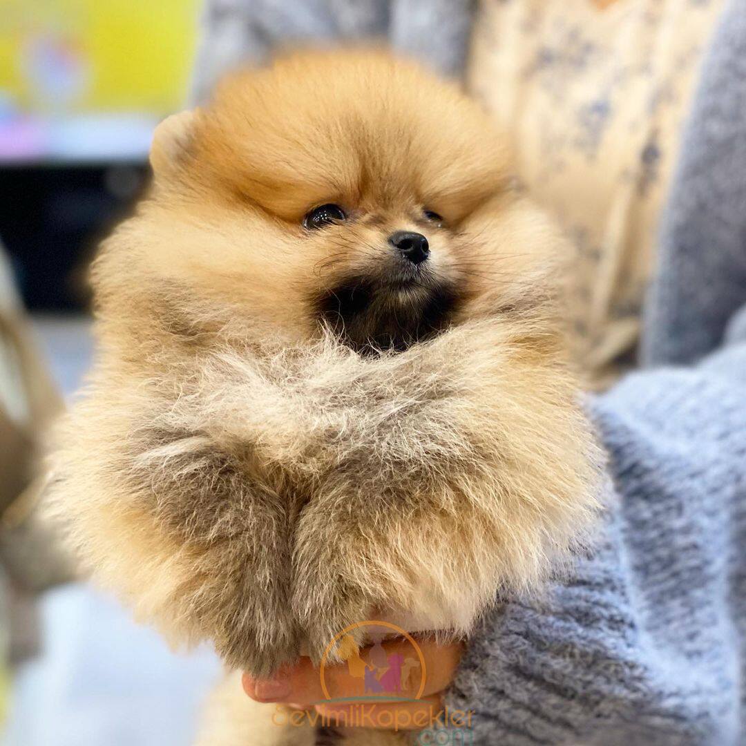 satılık Pomeranian ikinci fotoğrafı