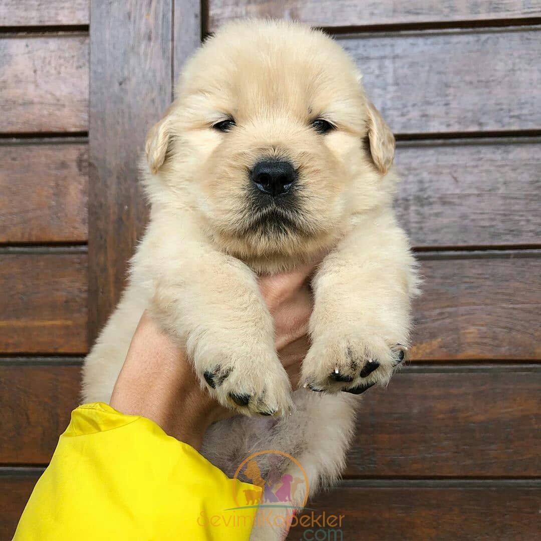 satılık Golden Retriever ikinci fotoğrafı