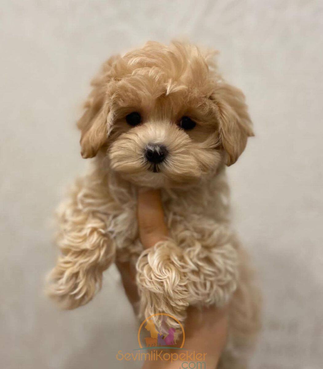 satılık Maltipoo fiyatı