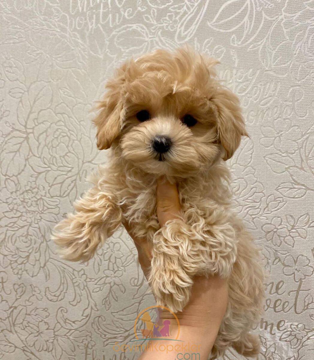 satılık Maltipoo ikinci fotoğrafı