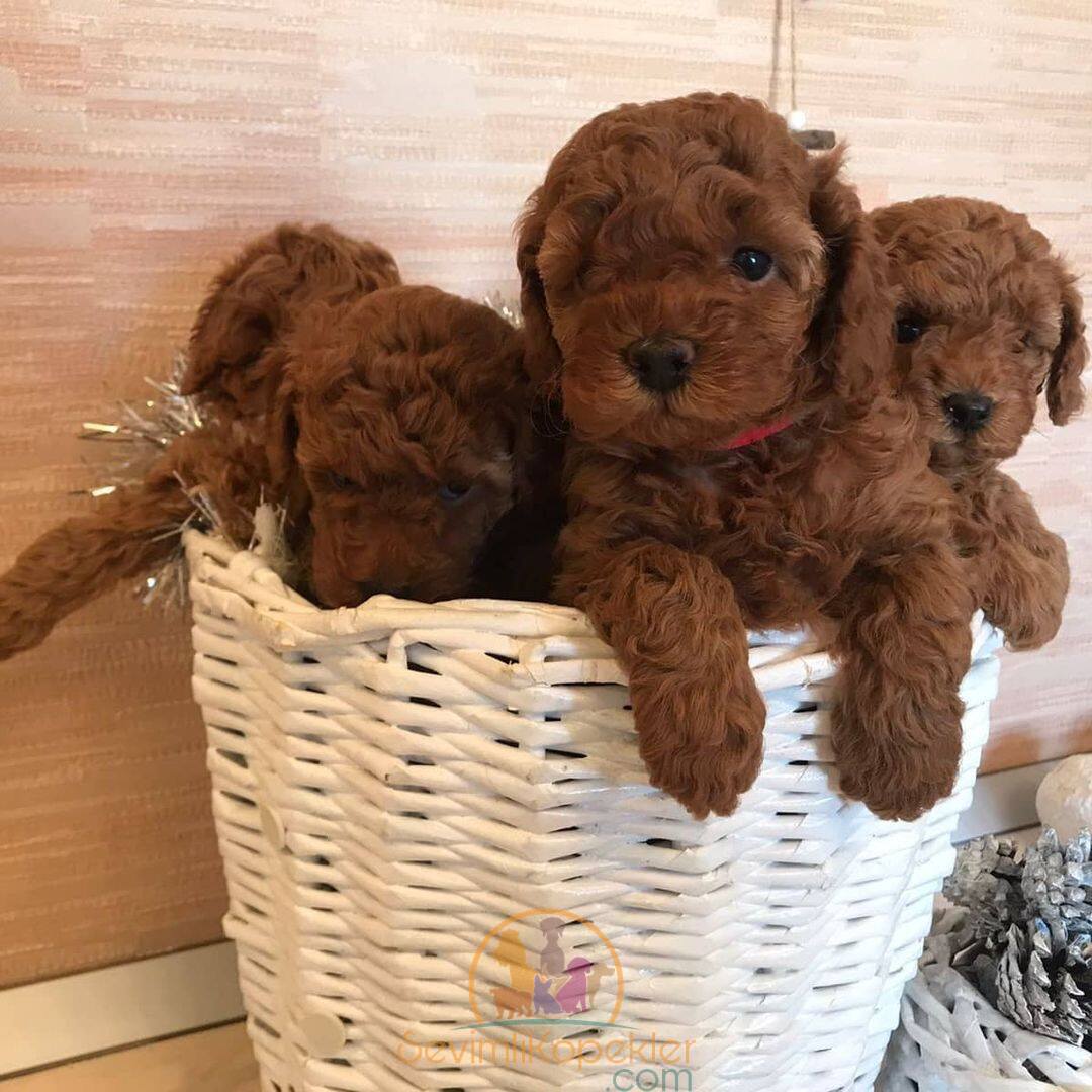 satılık Poodle Toy beşinci fotoğrafı