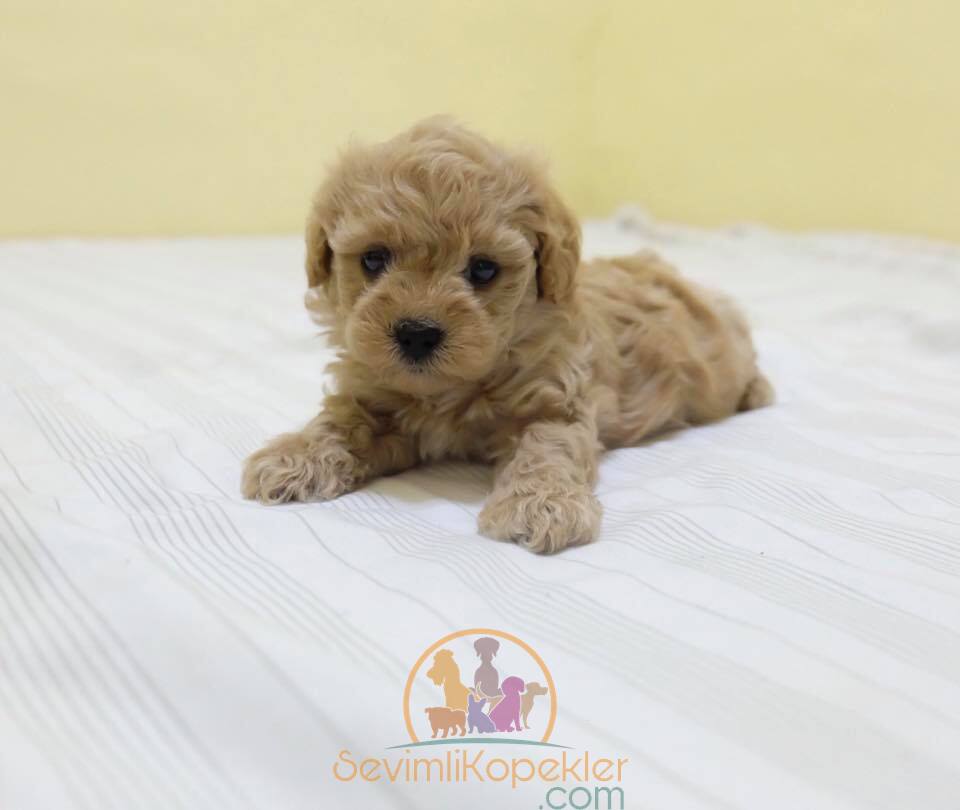 satılık Maltipoo fiyatı