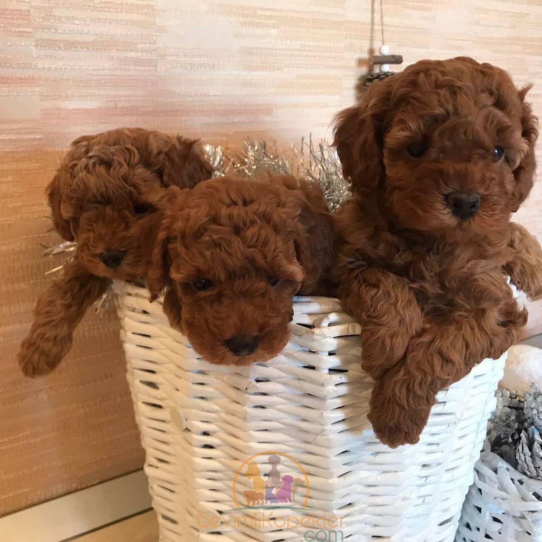 satılık Poodle Toy üçüncü fotoğrafı