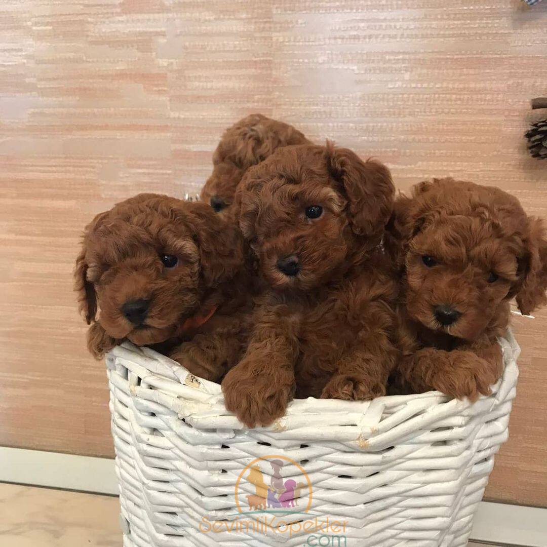 satılık Poodle Toy dördüncü fotoğrafı