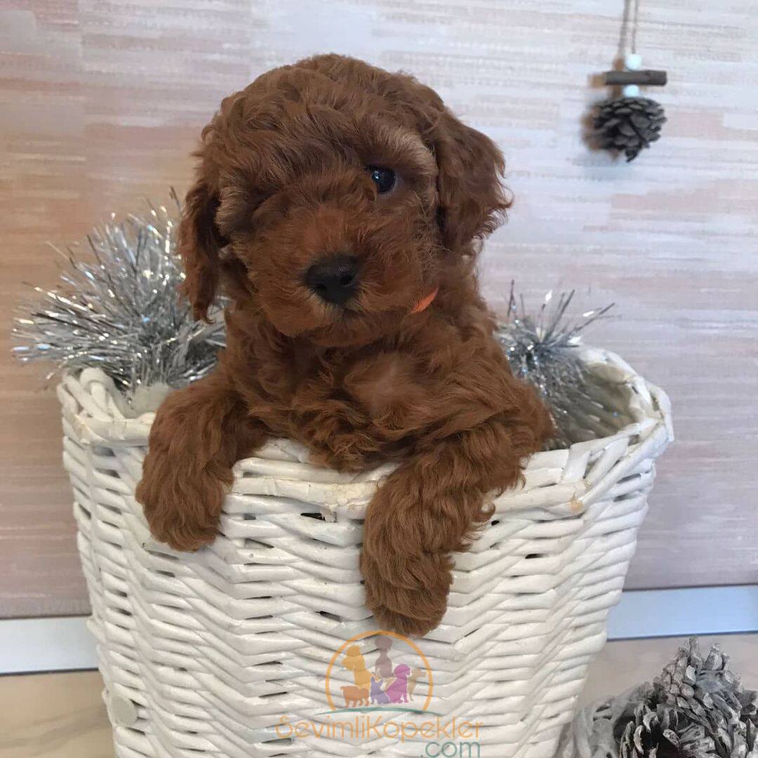 satılık Poodle Toy beşinci fotoğrafı