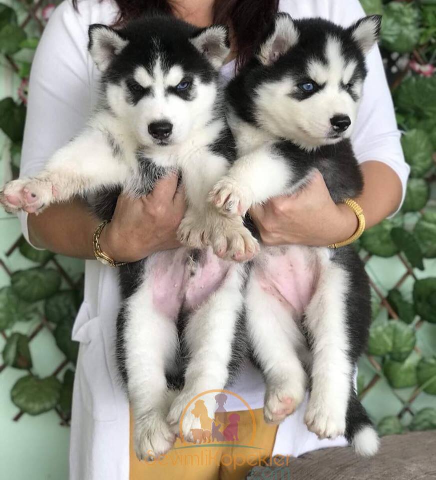 satılık Husky üçüncü fotoğrafı