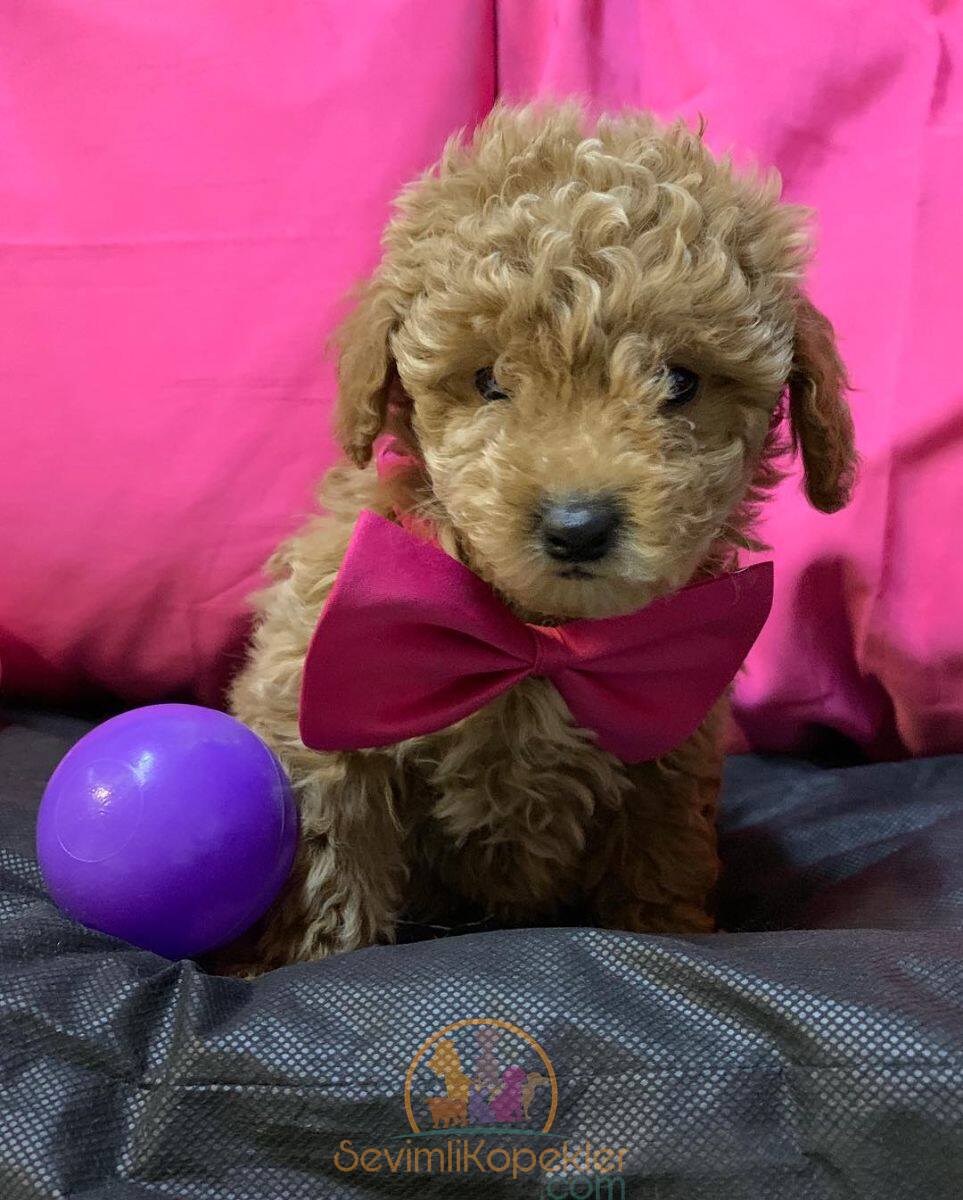 satılık Maltipoo beşinci fotoğrafı