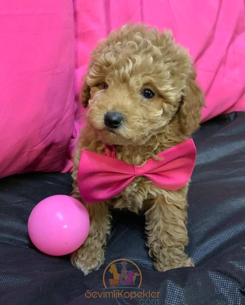 satılık Maltipoo fiyatı