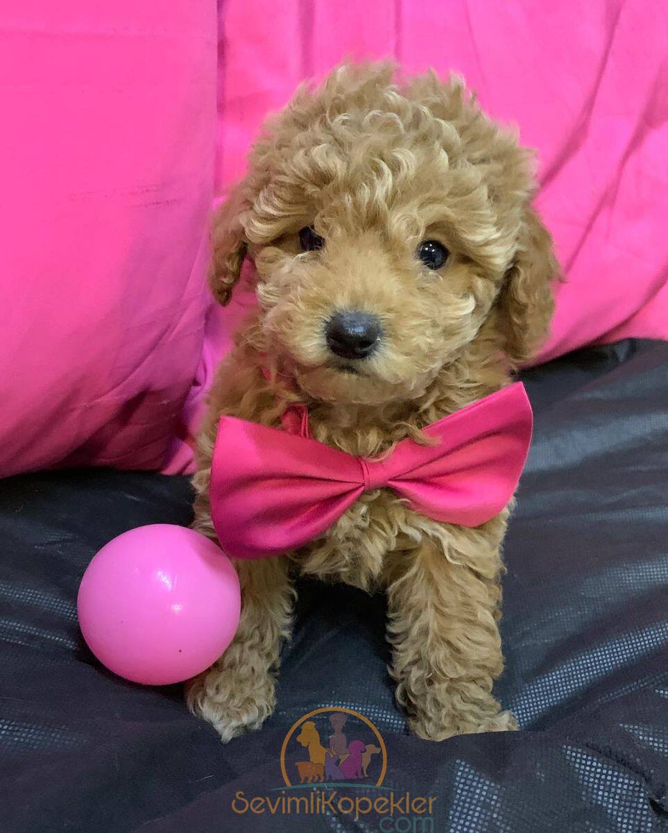 satılık Maltipoo ikinci fotoğrafı